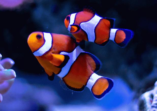 Ocellaris Clownfish