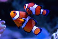 Ocellaris Clownfish Thumbnail