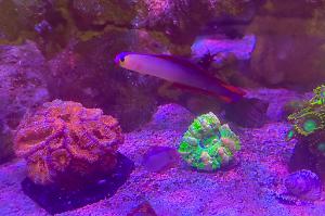 Purple Firefish Thumbnail