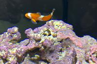 Ocellaris Clownfish Thumbnail