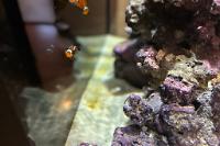 Ocellaris Clownfish Thumbnail