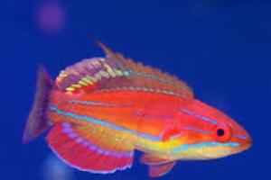 mccosker's flasher wrasse  Thumbnail