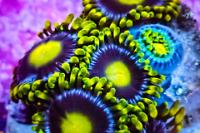 19 Blueberry Fields Zoa Thumbnail