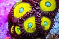 18 Yellow Submarine Zoa  Thumbnail