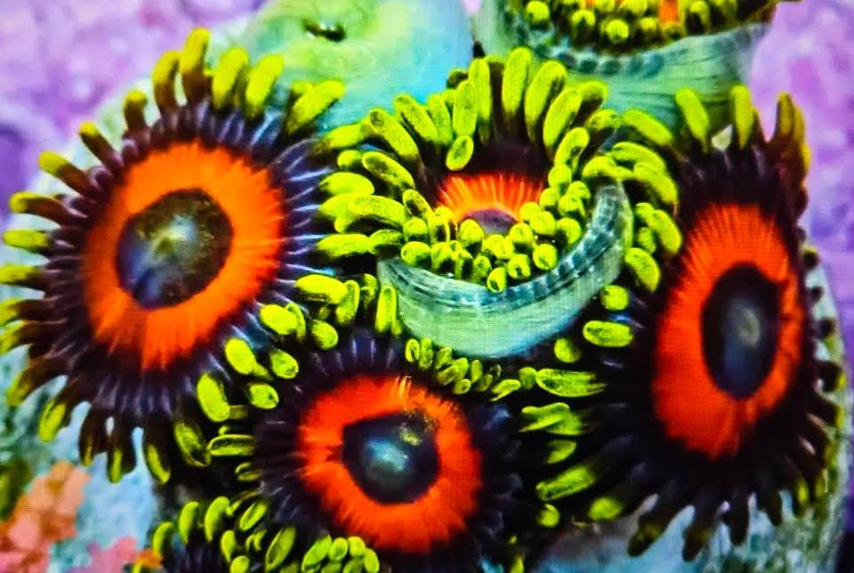 Watermelon Zoa