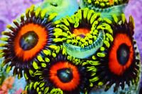 25 Watermelon Zoa Thumbnail