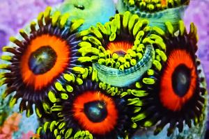 Watermelon Zoa