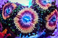 26 Vampire Zoa Thumbnail