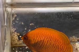 Golden Angelfish Thumbnail