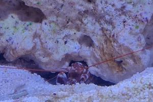 Tiger Pistol Shrimp Thumbnail