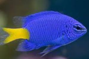 Blue Damselfish Thumbnail