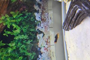 Platy Fish Thumbnail