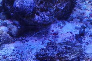 Coral Banded Shrimp Thumbnail