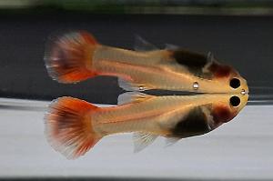 Guppy Thumbnail