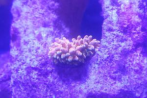 Bubble Tip Anemone Thumbnail