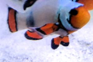 Snowflake Clownfish Thumbnail