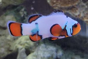 Snowflake Clownfish Thumbnail