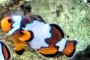 Snowflake Clownfish Thumbnail