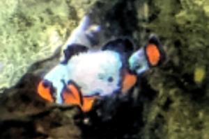 Snowflake Clownfish Thumbnail