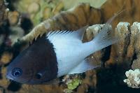 Bicolor chromis Thumbnail