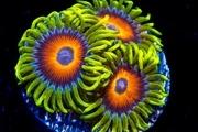 Eagle Eye Zoanthids Thumbnail