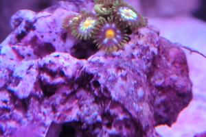 Daisy Cutter Zoa Thumbnail