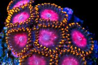 KH Sunburst Zoanthids Thumbnail