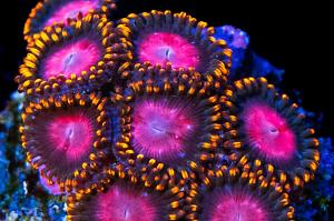 KH Sunburst Zoanthids