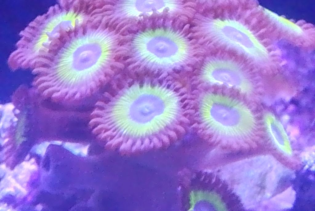 Zoanthids