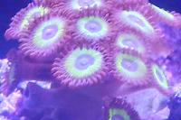 Zoanthids