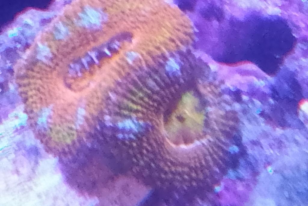 Acan blastmussa