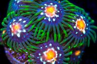 Jason Fox Stargazer Zoanthids Thumbnail