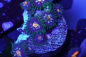 DAISY CUTTER ZOA Thumbnail