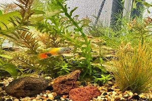 Platy Fish Thumbnail