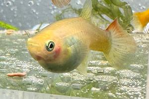 Guppy Thumbnail