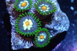 Daisy Cutter Zoa Thumbnail