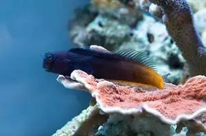 Bicolor Blenny Thumbnail