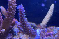 Acropora Thumbnail