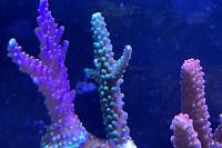 Acropora Thumbnail