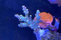 Acropora Thumbnail