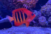 Flame Angelfish Thumbnail