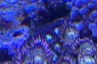 Button Polyp Thumbnail