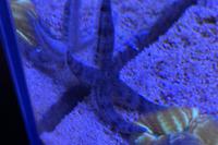 Sand Sifting Sea Star Thumbnail