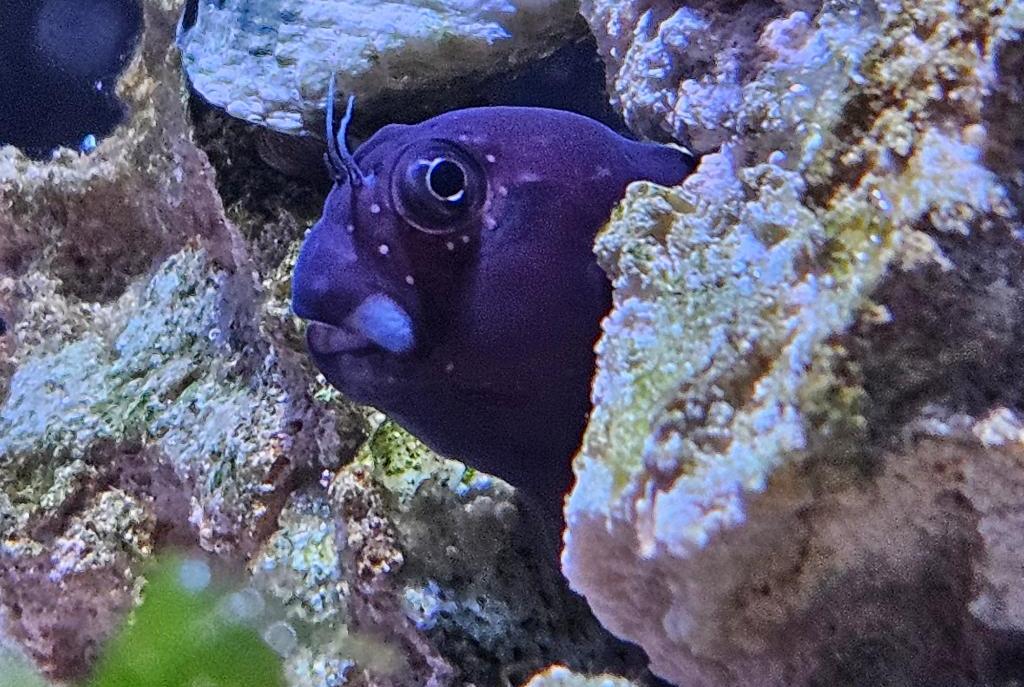 Bicolor Blenny