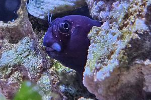 Bicolor Blenny Thumbnail