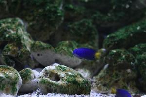 Yellowtail Damselfish Thumbnail