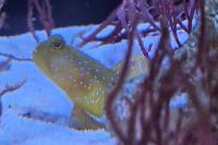 Yellow Watchman Goby Thumbnail