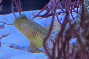 Yellow Watchman Goby