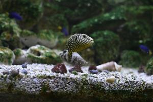 Spotted Puffer Thumbnail