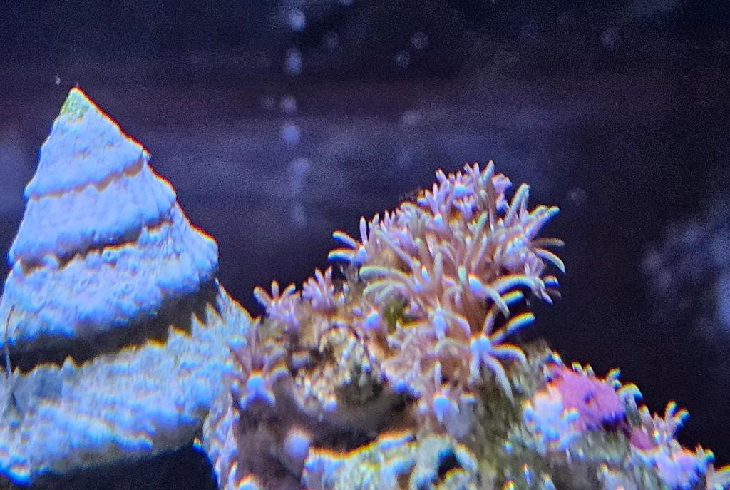 Green Star Polyp